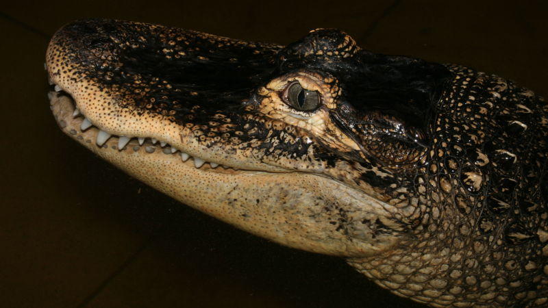 Panzerechsen in Hessen Alligatorkopf. Foto: VOX