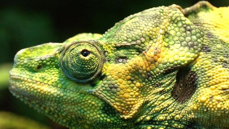 Das große Terraristik-Special Chamäleon