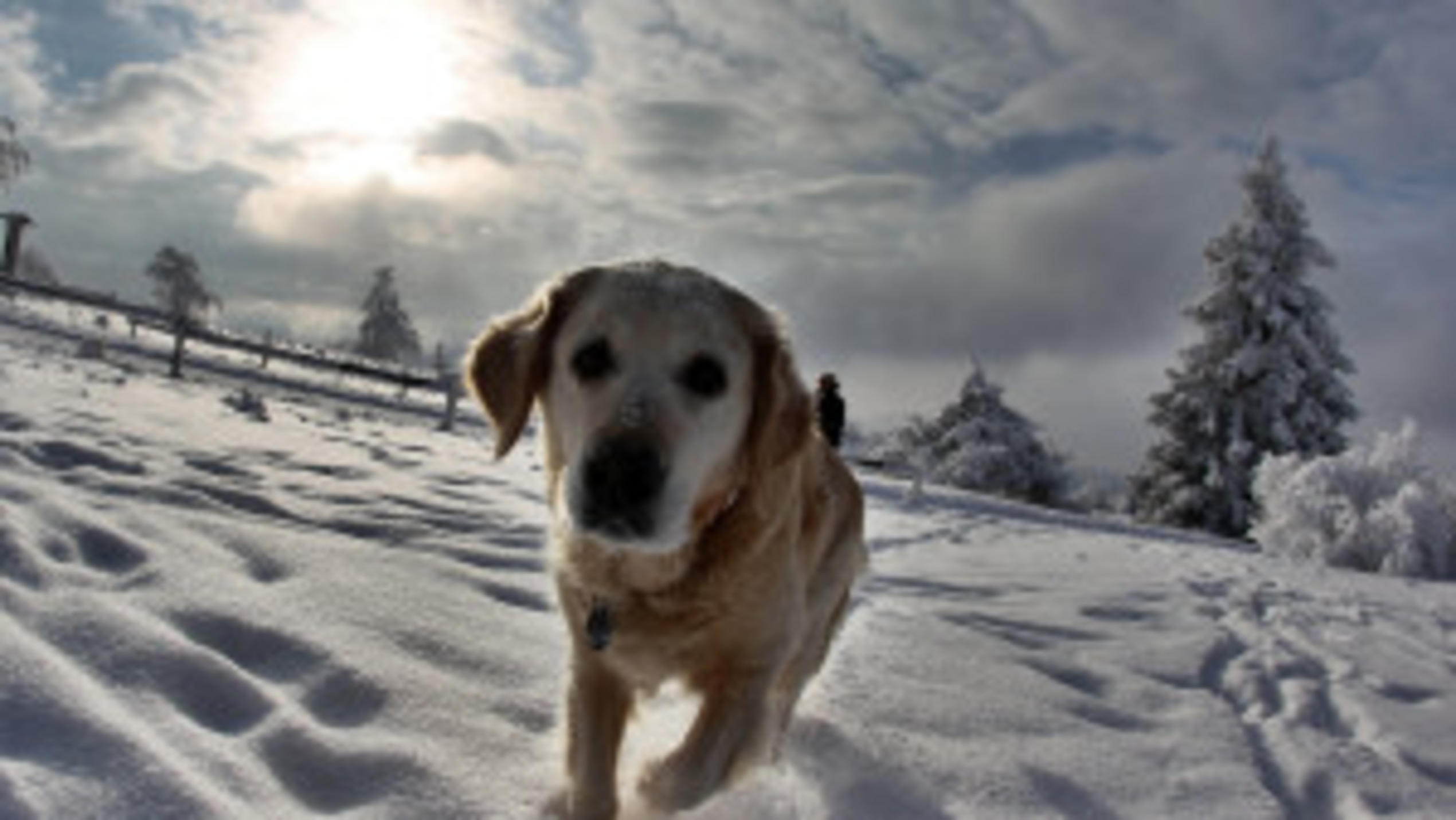 Ist Ihr Haustier auf die Kälte vorbereitet? Haustiere im Winter
