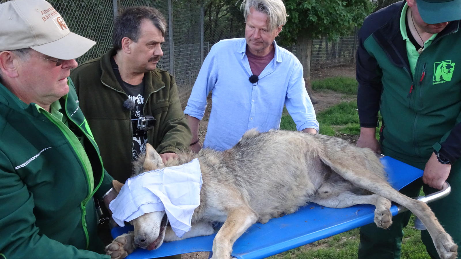 hundkatzemaus: Sechs Wölfe brauchen ein neues Zuhause Tierschutzexperte Frank Weber siedelt sechs Jungwölfe um.