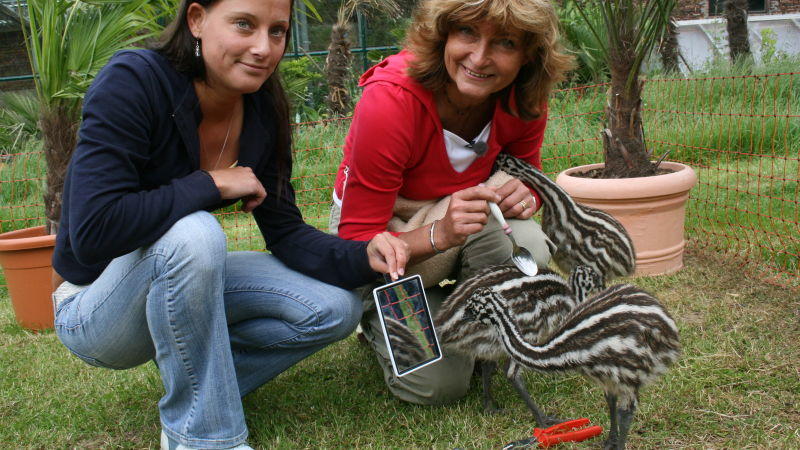 Drei kleine Emus Biga Kruse mit ihren drei Emu-Kindern. Foto: VOX/Christian Neumann.