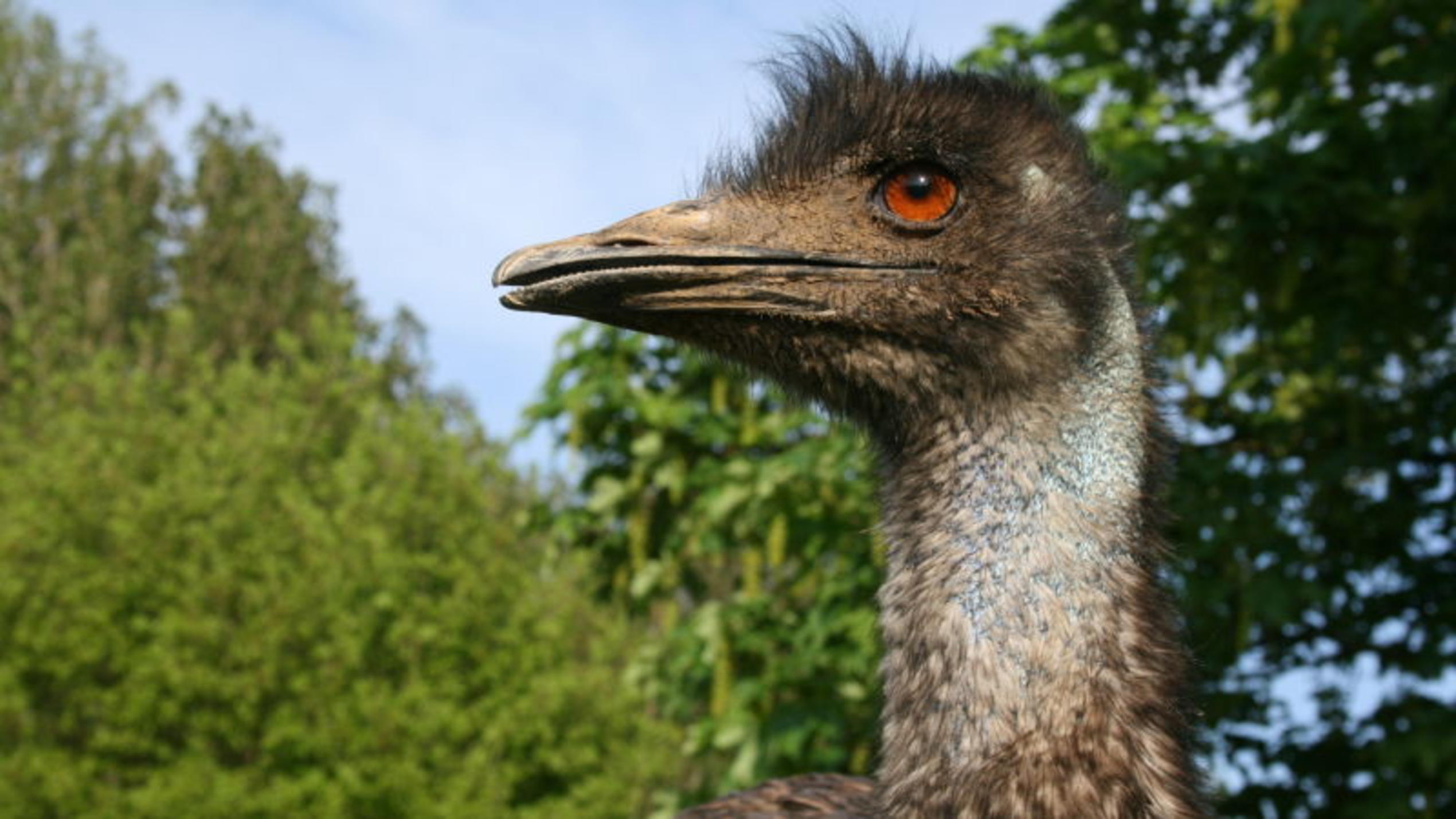 Drei kleine Emus Emu-Hahn. Foto: VOX/Christian Neumann
