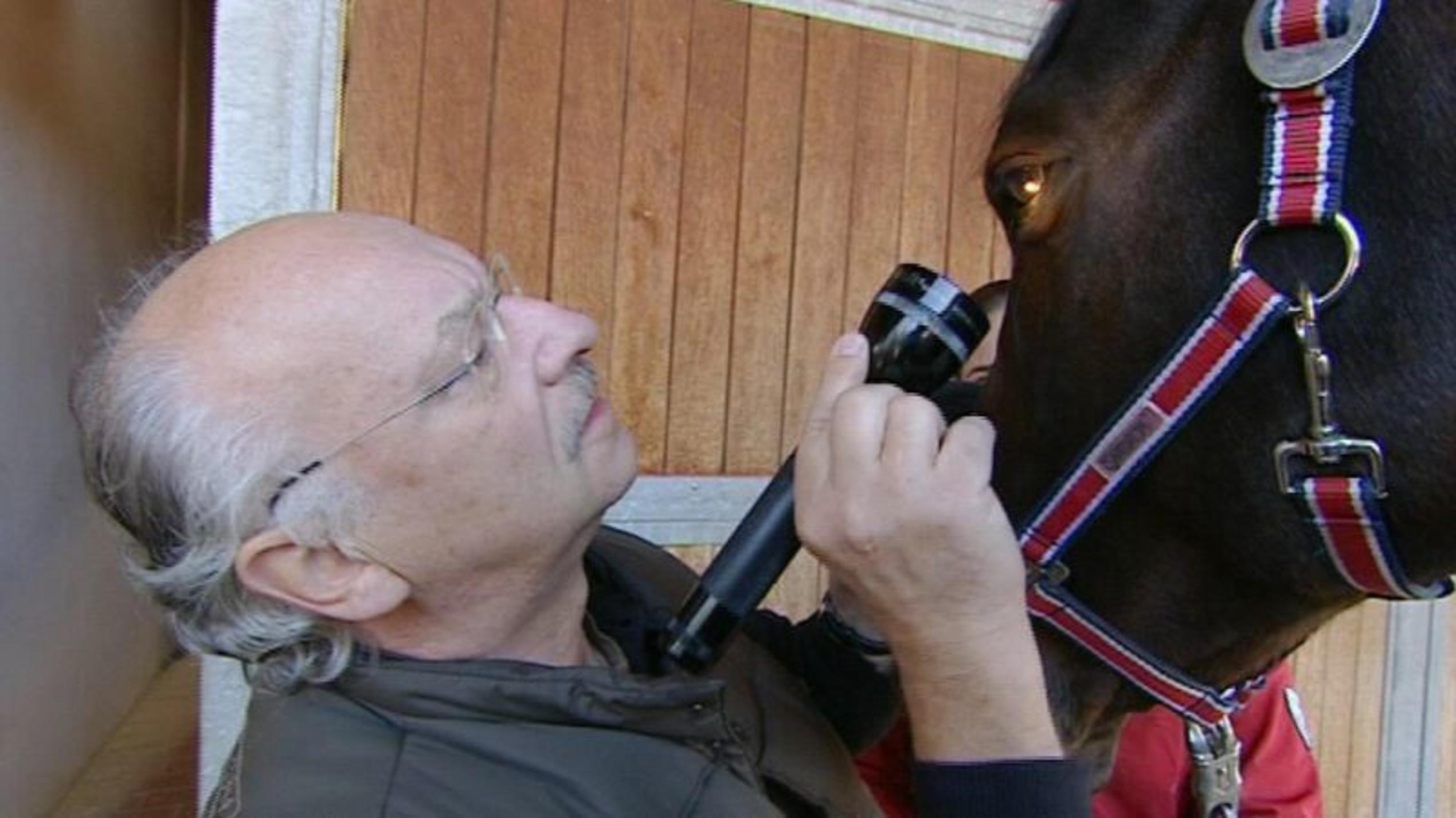 Akute Augenentzündung Dr. Wolf untersucht ein Pferd