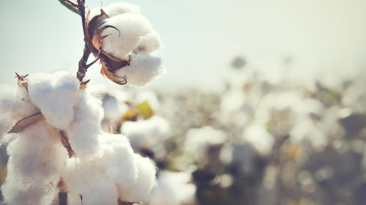Fashion Lexikon: Cotton Landschaft mit Cotton Flower im Vordergrund
