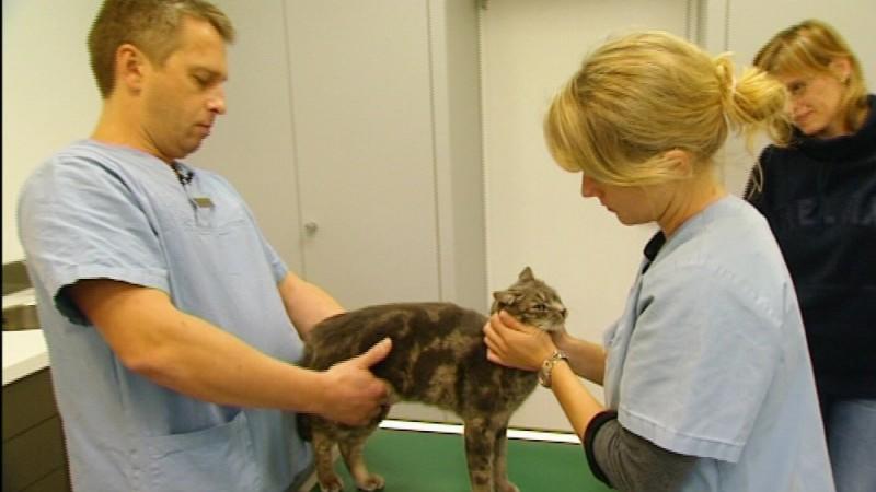 Tierklinik Ismaning Foto:VOX/VP