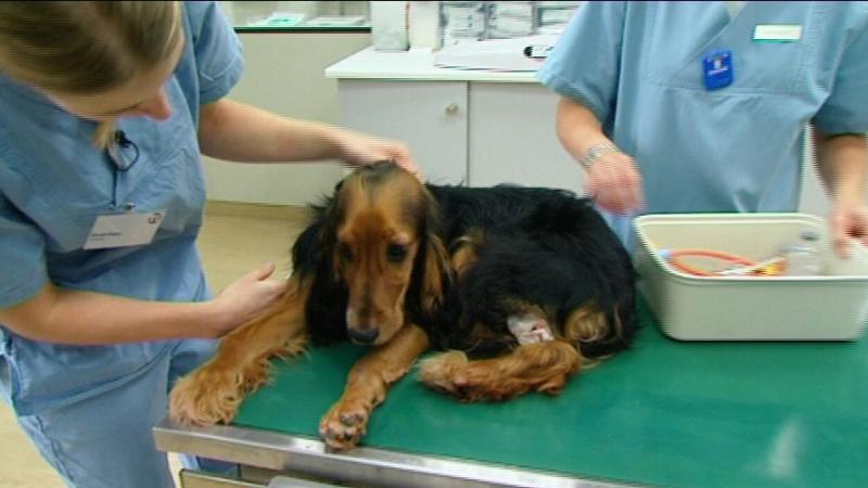 Tierklinik Ismaning Foto:VOX/VP