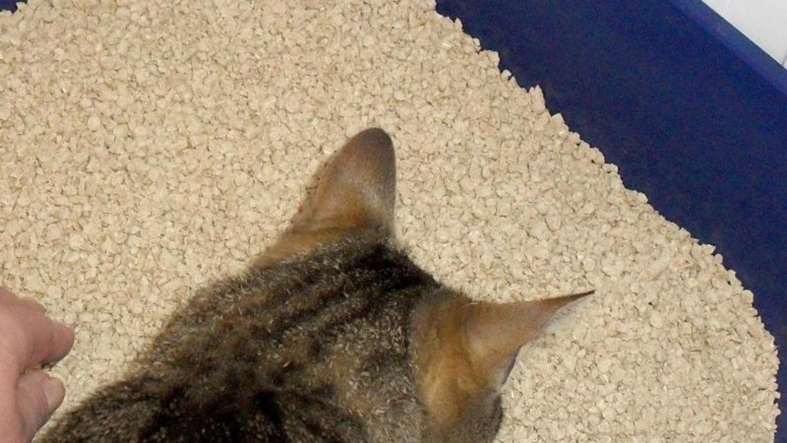 Top-3-Probleme mit Hunden und Katzen - und die passenden Lösungen Katzenklo