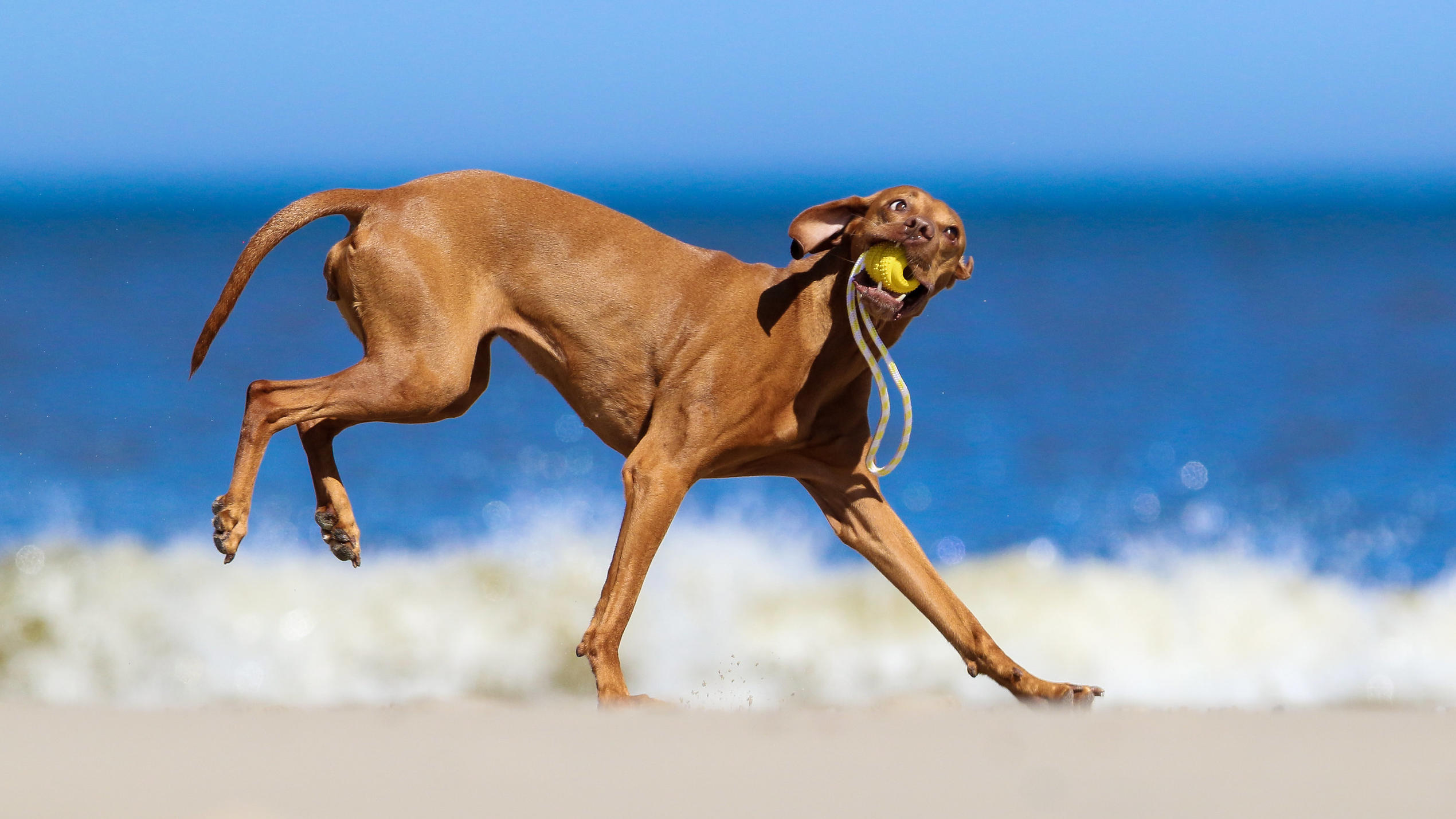 hundkatzemaus: Hunde am Strand hundkatzemaus: Hunde am Strand