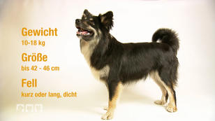 Islandhunde im Rasseportrait Islandhunde im Rasseportrait