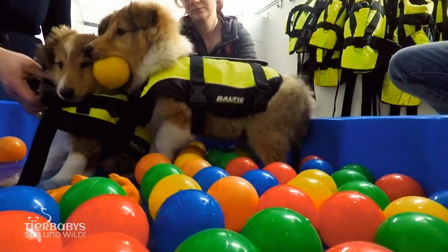 Wie gefällt den Sheltie-Welpen das kühle Nass? Wie gefällt den Sheltie-Welpen das kühle Nass?