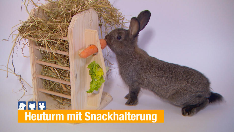 Frisches Grünzeug in der Wohnungshaltung Frisches Grünzeug in der Wohnungshaltung