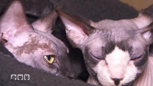 Der mobile Tiernotdienst Der mobile Tiernotdienst