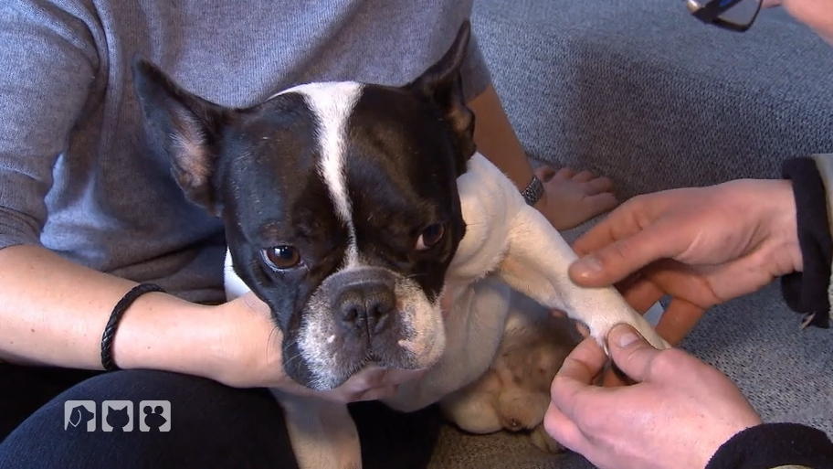 Sorge um die französische Bulldogge Dieter Sorge um die französische Bulldogge Dieter