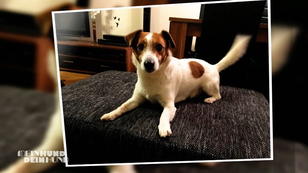 Rocky ist überhaupt kein Chihuahua Rocky ist überhaupt kein Chihuahua