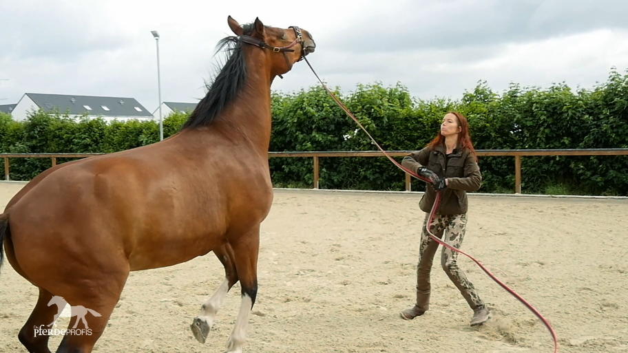 Sandra Schneider trainiert die bockige Stute Sandra Schneider trainiert die bockige Stute