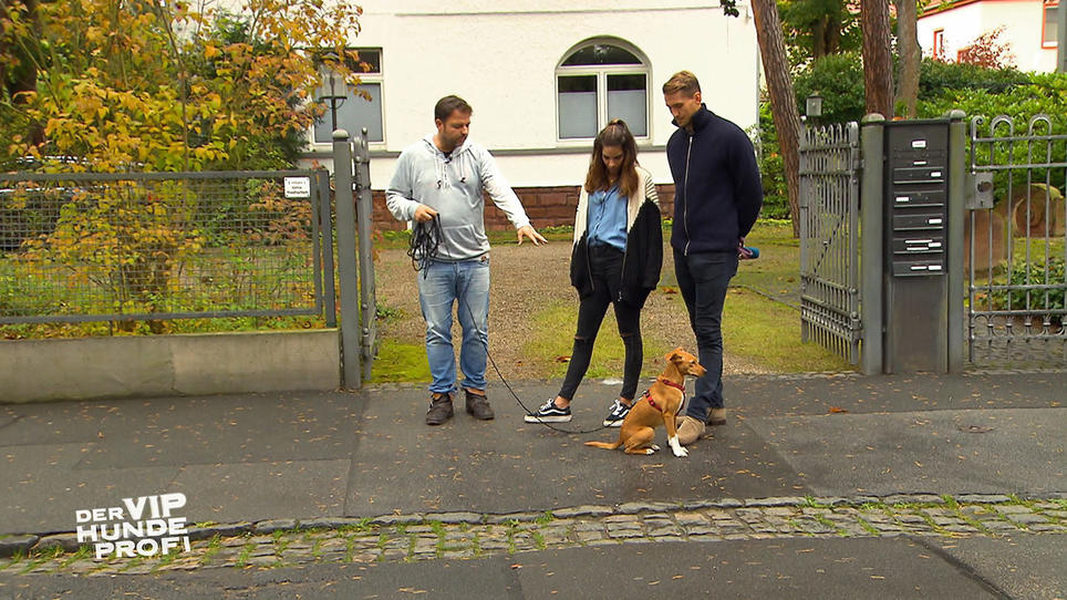 Wie reagiert Suki auf die Autos? Wie reagiert Suki auf die Autos?
