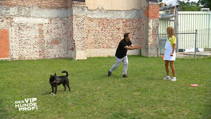 Der Hundeprofi ist mit Lottes Training nicht zufrieden Der Hundeprofi ist mit Lottes Training nicht zufrieden