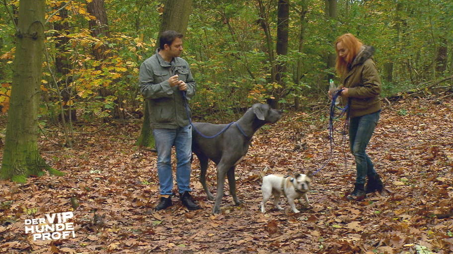 Mopsmischling Hugo ist mit Vorsicht zu genießen Mopsmischling Hugo ist mit Vorsicht zu genießen