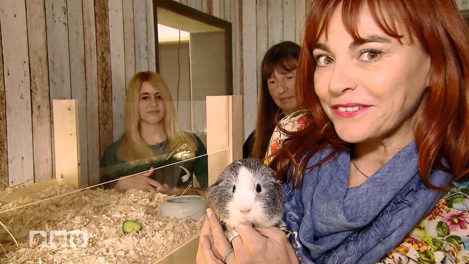 Neue Idee: Leihmeerschweinchen Neue Idee: Leihmeerschweinchen