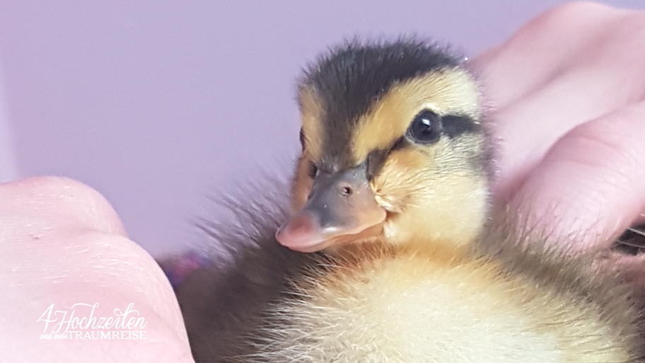 Die Sache mit der Ente Die Sache mit der Ente