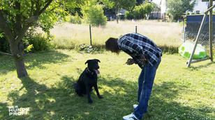 Das Training mit Pöbel-Hund Keno geht weiter Das Training mit Pöbel-Hund Keno geht weiter