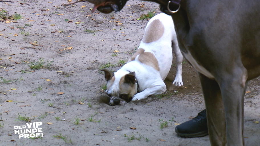 Ist Mopsmischling Hugo ein Sexprotz? Ist Mopsmischling Hugo ein Sexprotz?