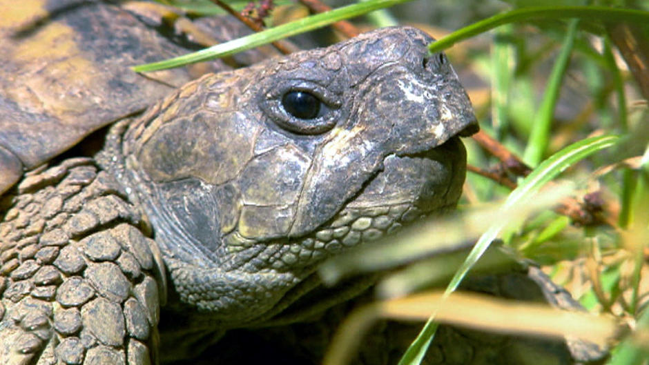 Infos zur Haltung von Schildkröten Infos zur Haltung von Schildkröten
