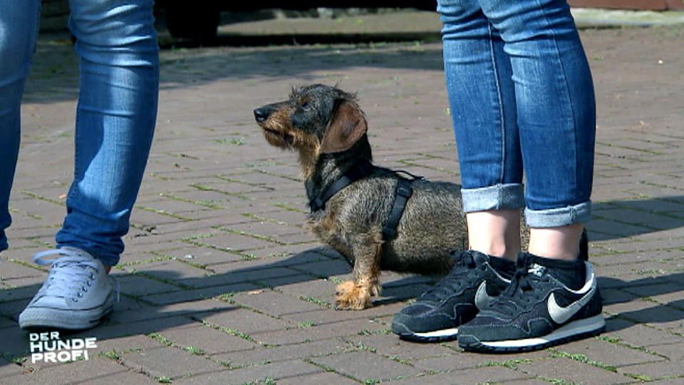 Lucys Frauchen tun sich schwer mit dem Training Lucys Frauchen tun sich schwer mit dem Training