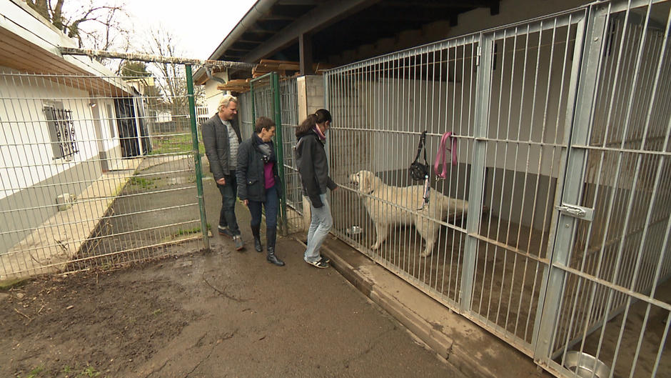 Endstation Tierheim?! Endstation Tierheim?!