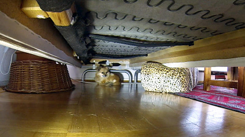 Chihuahua-Hündin Lucy verkriecht sich ständig Chihuahua-Hündin Lucy verkriecht sich ständig