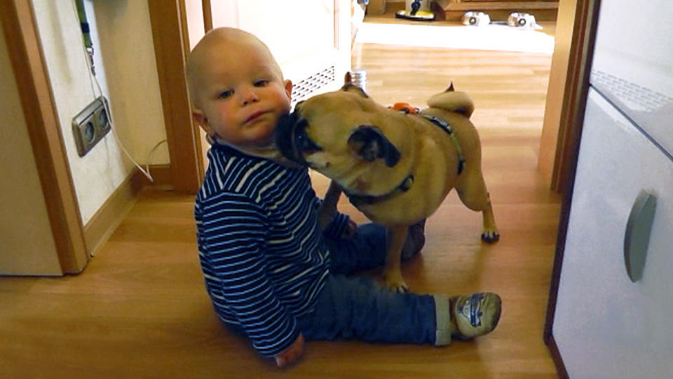 Mops Toffie ist bei Kindern außer Rand und Band Mops Toffie ist bei Kindern außer Rand und Band