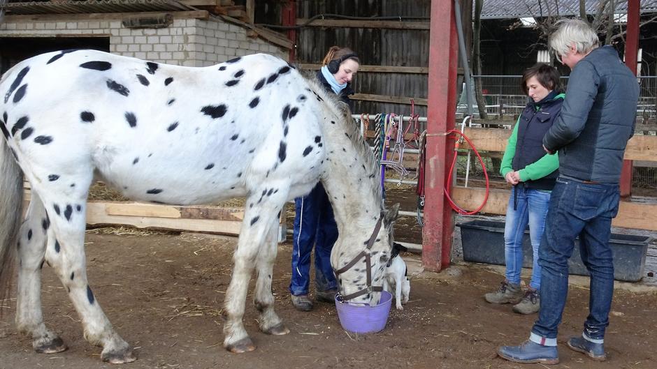 Frank Weber sucht ein Zuhause für zwei Ponyfohlen Frank Weber sucht ein Zuhause für zwei Ponyfohlen