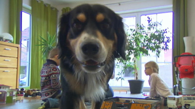 Kann Familie Greißler ihren Hund behalten? Kann Familie Greißler ihren Hund behalten?