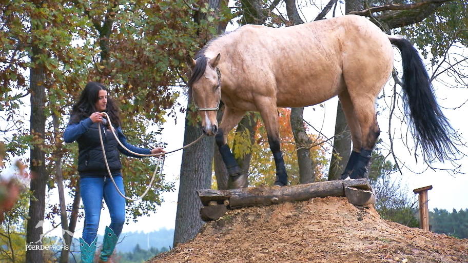Die Quarter Horse-Stute darf sich richtig austoben Die Quarter Horse-Stute darf sich richtig austoben