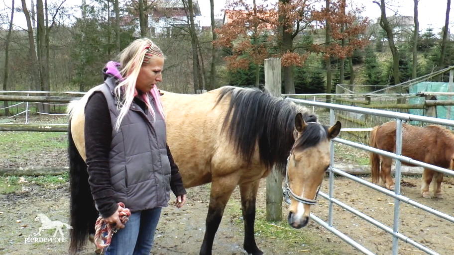 Olivia sucht Hilfe beim Umgang mit der Stute Olivia sucht Hilfe beim Umgang mit der Stute