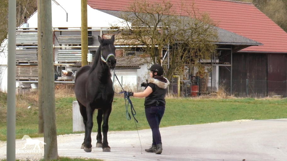 Melanies Warmblut ist ein Sicherheitsrisiko Melanies Warmblut ist ein Sicherheitsrisiko