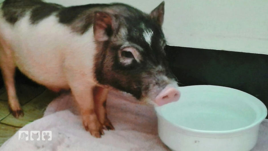 Frank Weber sucht für Porky einen neuen Besitzer Frank Weber sucht für Porky einen neuen Besitzer