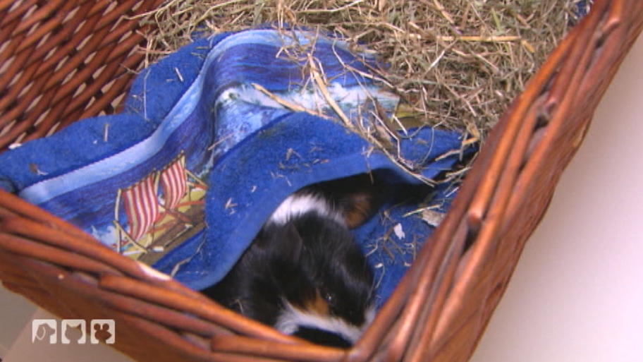 Meerschweinchen Fritzi frisst nicht mehr Meerschweinchen Fritzi frisst nicht mehr