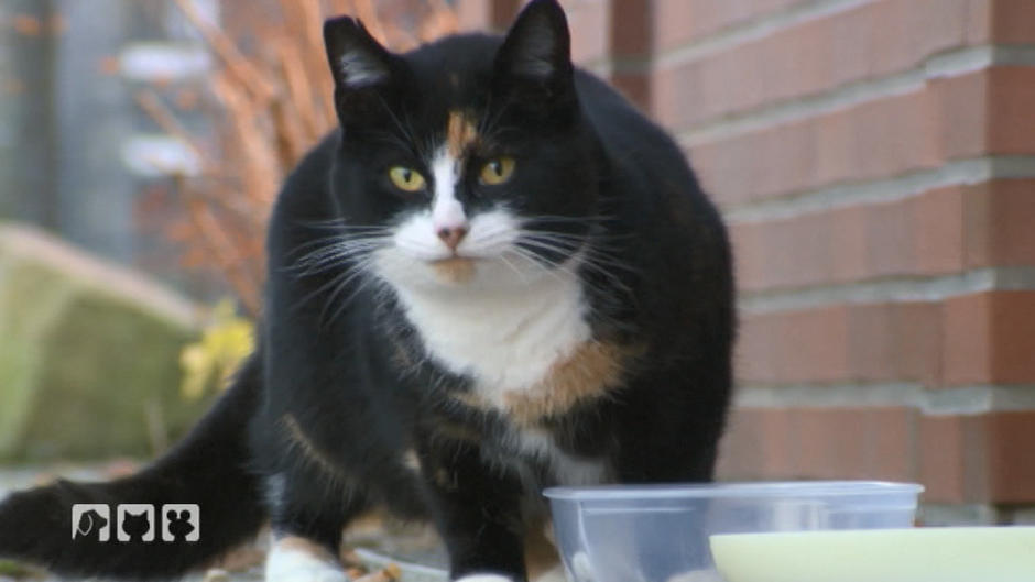 Mehrere Katzen verschwinden auf mysteriöse Weise Mehrere Katzen verschwinden auf mysteriöse Weise