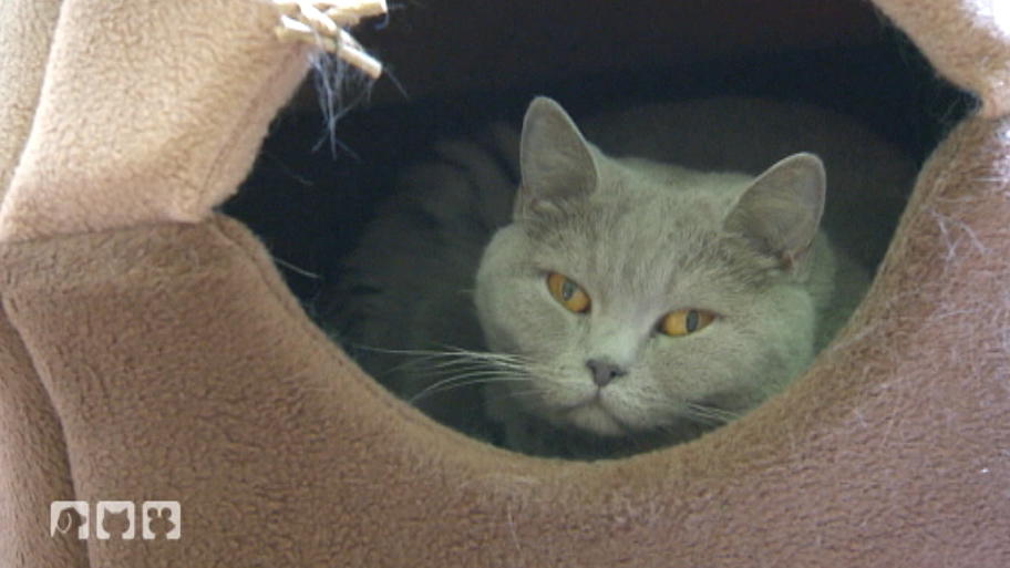 Die Katze hat pansiche Angst Die Katze hat pansiche Angst