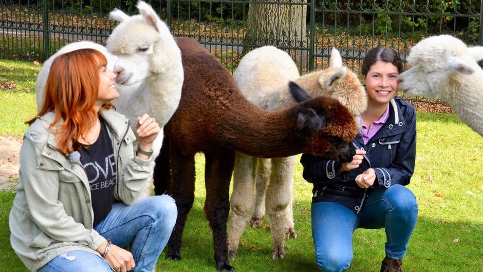Diana geht mit einem Alpaka in den Hindernis-Parcour Diana geht mit einem Alpaka in den Hindernis-Parcour