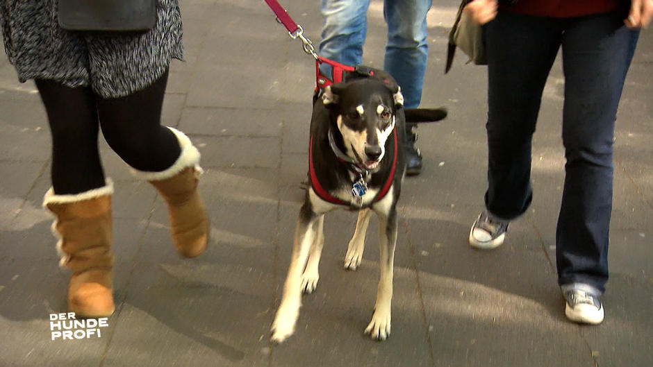 Die Hundedame wird im Freien zur Furie Die Hundedame wird im Freien zur Furie