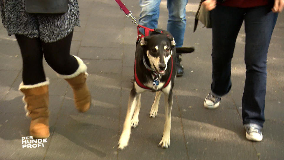 Die Hundedame wird im Freien zur Furie Die Hundedame wird im Freien zur Furie