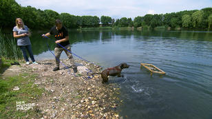 Wasserratte Buddy macht auch Martin Rütter ratlos Wasserratte Buddy macht auch Martin Rütter ratlos