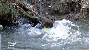 Buddy liebt Wasser über alles Buddy liebt Wasser über alles