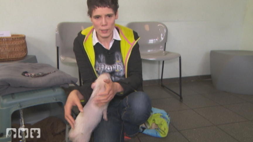 Mini-Schwein Paul soll Schauspieler werden Mini-Schwein Paul soll Schauspieler werden