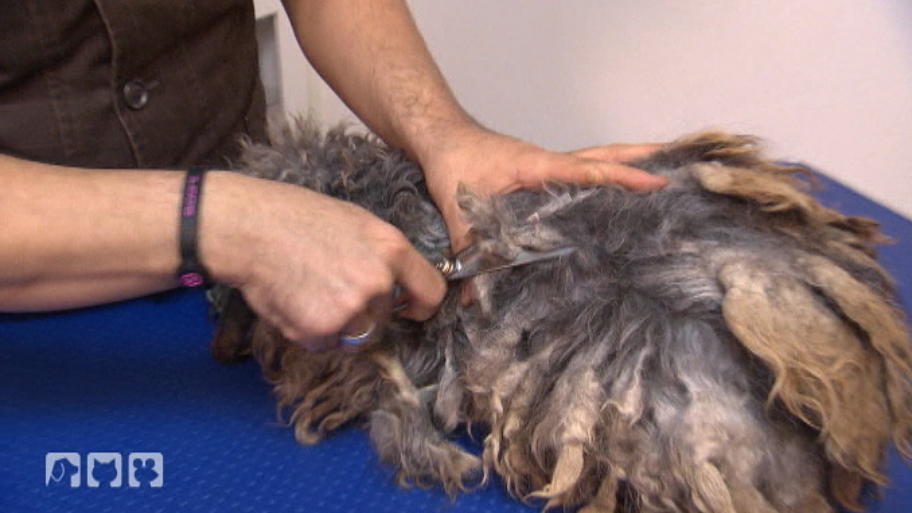 Was für ein Hund steckt unter dem Pelzknäuel? Was für ein Hund steckt unter dem Pelzknäuel?