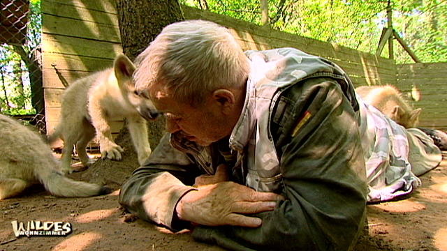 Mal Mensch, mal Wolf Mal Mensch, mal Wolf