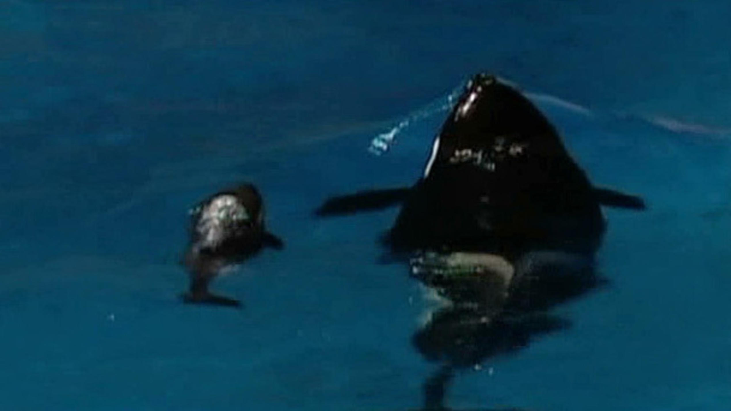 Orca Katina wird zum 7. Mal Mama Orca Katina wird zum 7. Mal Mama