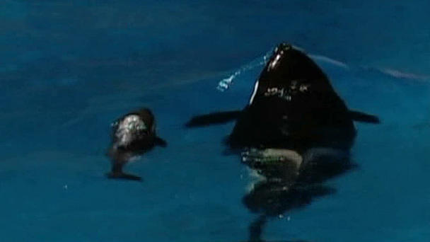 Orca Katina wird zum 7. Mal Mama Orca Katina wird zum 7. Mal Mama